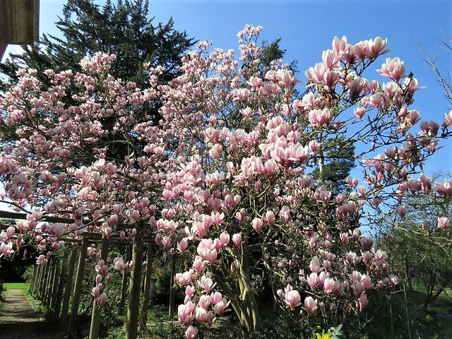 19. Magnolia