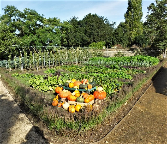 26. Pumpkin Harvest