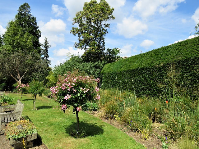 18. Eremurus Border