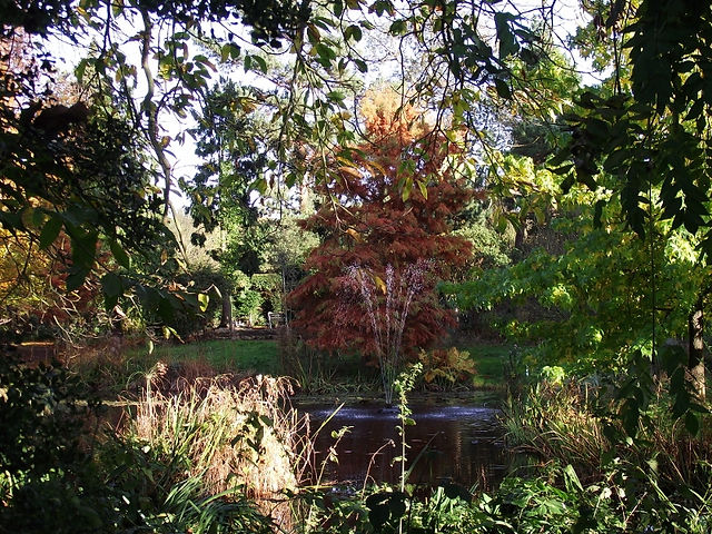25. Swamp Cypress