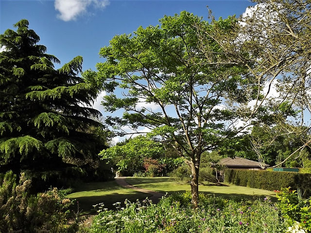 12. Phellodendron