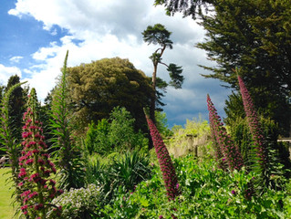 Echiums