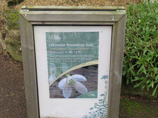 The Ultimate Snowdrop Sale in Pictures!