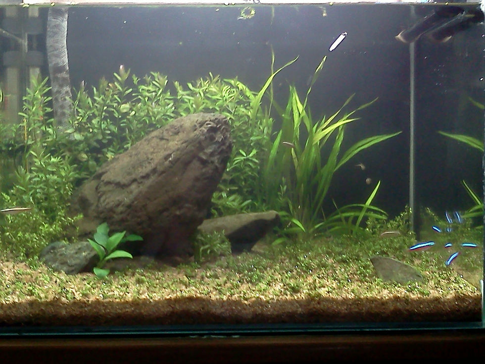 Plantado
