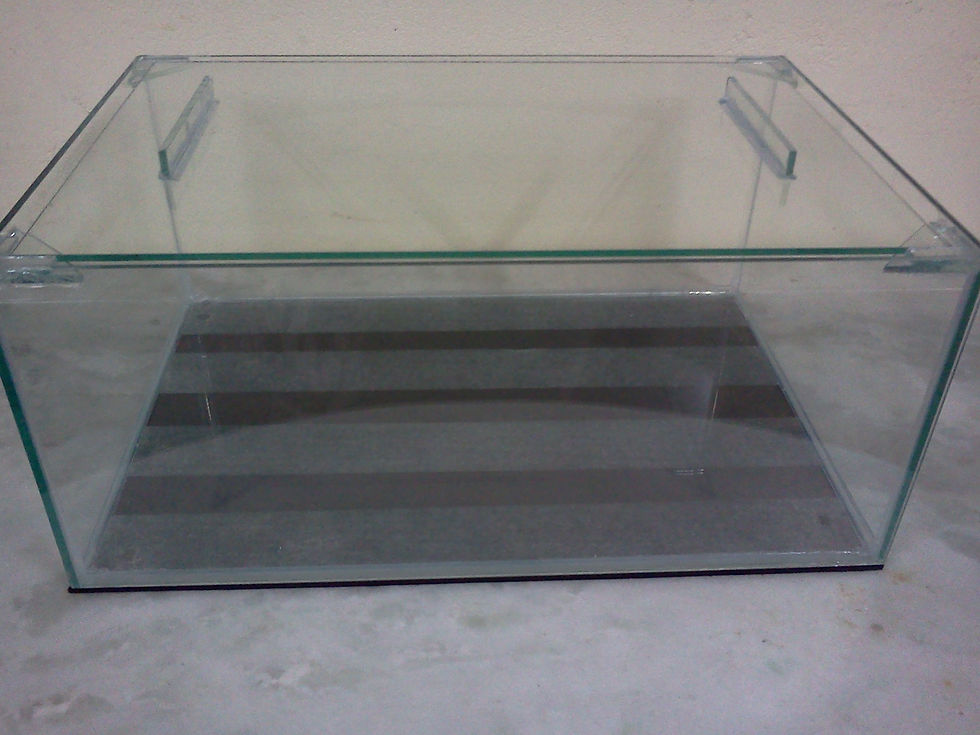 Terrário para tarantula