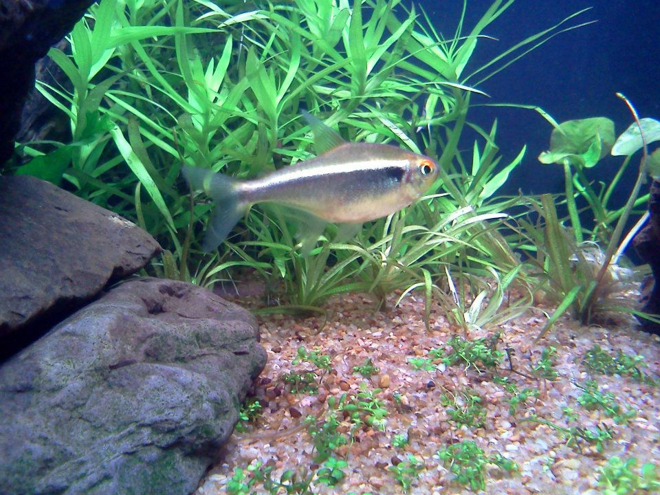 Plantado