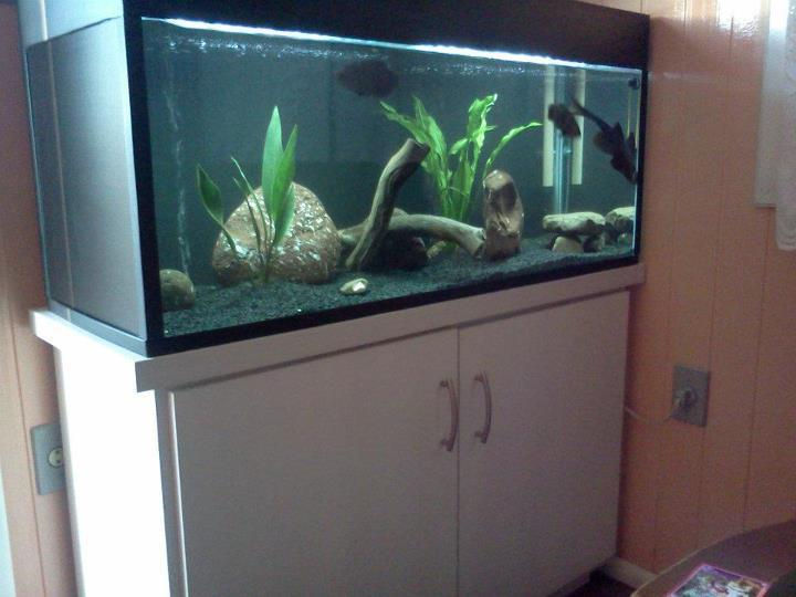 Aquario oscars