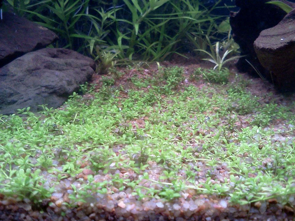 Plantado 40lts