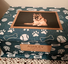 Picture Casket, Coffin, Colour Coffin, New Zealand, Reflections, Pet Casket