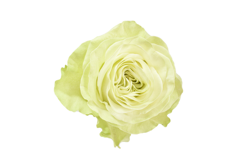 Mondial | Redil Roses