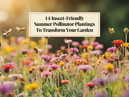 14 Insect-Friendly Summer Pollinator Plantings to Transform Your Garden