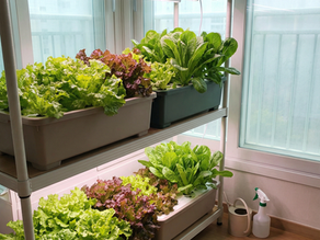 How to Grow Lush Lettuce Indoors This Winter