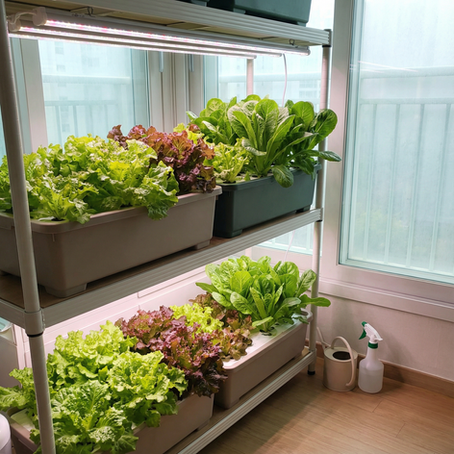 How to Grow Lush Lettuce Indoors This Winter
