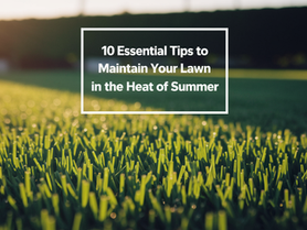10 Essential Tips to Maintain Your Lawn in the Heat of Summer