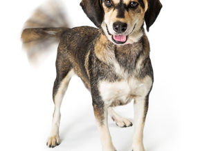 TED'S TAKE: HOW MANY LEGS DOES A DOG HAVE IF YOU CALL HIS TAIL A LEG?