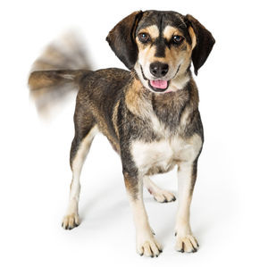 TED'S TAKE: HOW MANY LEGS DOES A DOG HAVE IF YOU CALL HIS TAIL A LEG?