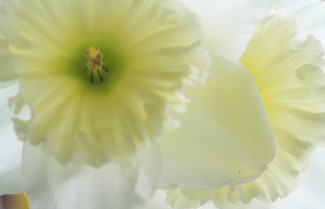 White Daffodils