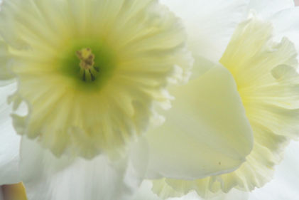 Blumen, Trauerfeier