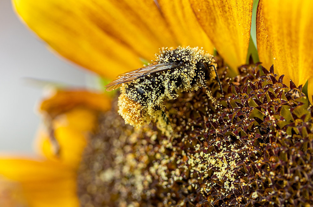 The Role of Pollinators: Why Bees, Butterflies, and Bats Matter - Featured Image