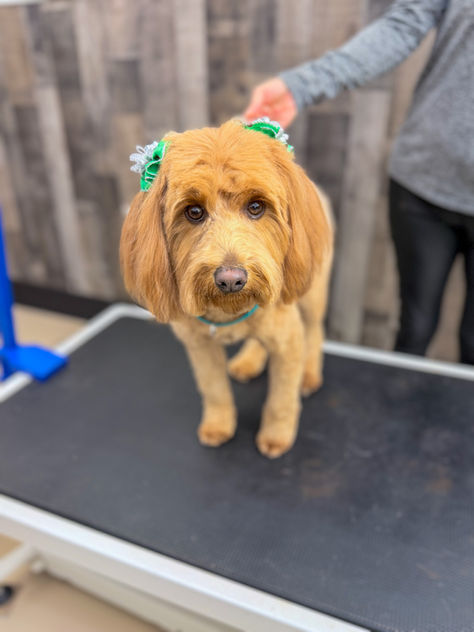 cute golden doodle groomed with cute bows on ears