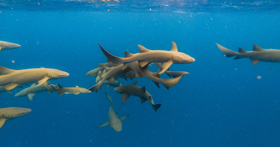 Nurse Shark Snorkeling