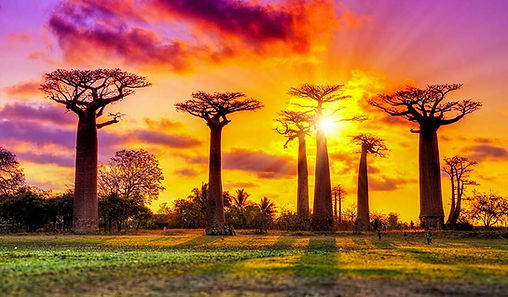 Creation-443_Baobab tree_Cover.jpg
