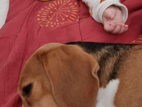 Малыш и сочувствующий "волк"