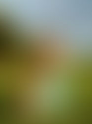 Iconic : La nueva colección de Womance