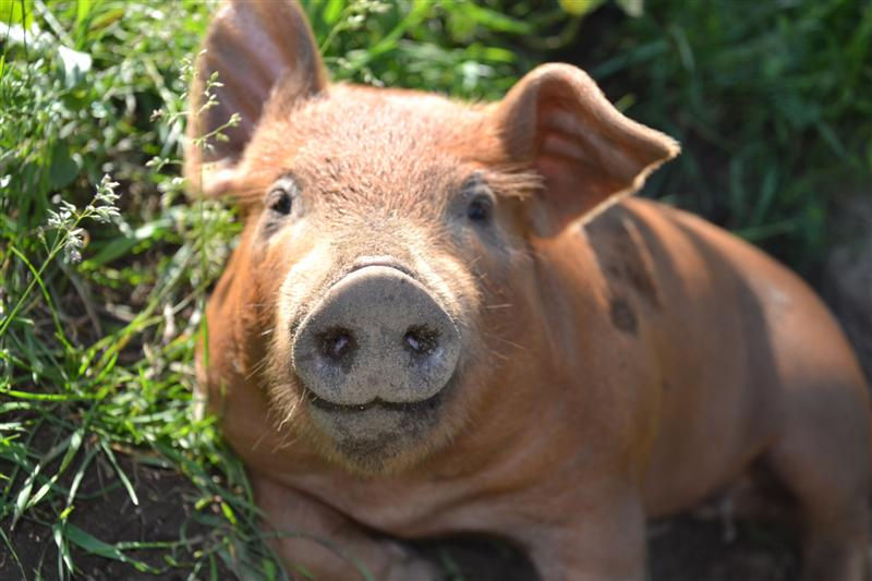 mr squeeee smile (Medium).jpg