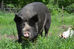 Our sweet sow Bula