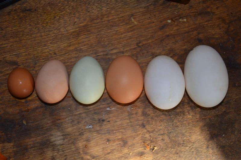 DSC_0098 (Medium).jpg