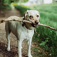 Fetching a Stick