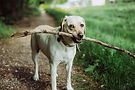 Dog Holding Stick