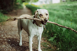 Fetching a Stick