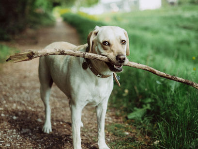 Unforgiveness – It can be like a stick in the butt