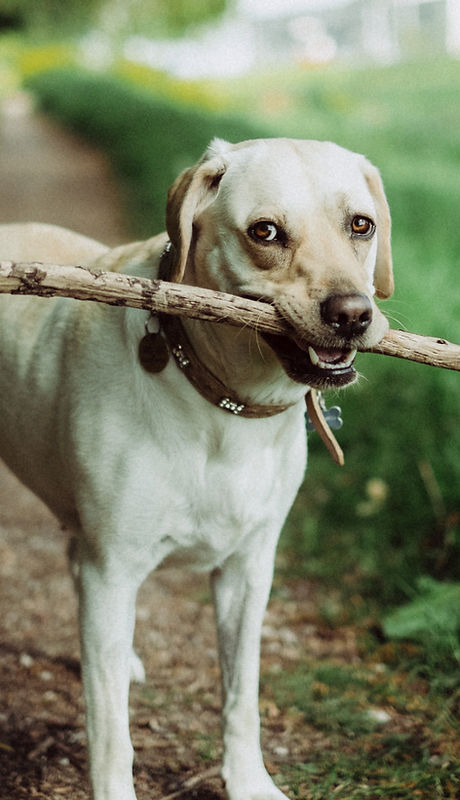 Fetching a Stick