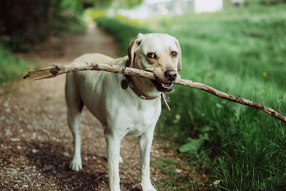 Dog Holding Stick