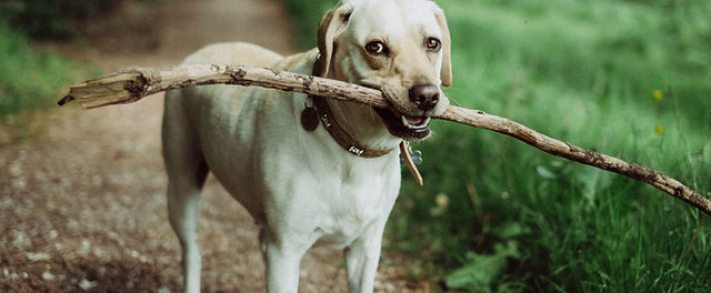 Happy dogs outlet r us