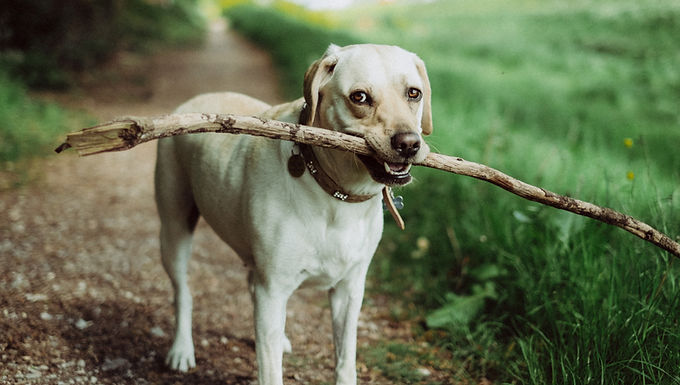 Dog Trainer