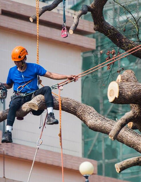 Vital Tree Solutions for a Healthy And Balanced Landscape