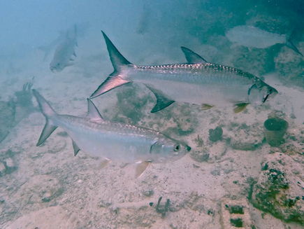 Dag 269 Skipper´n svømmer med Tarponer - og de er stooore!