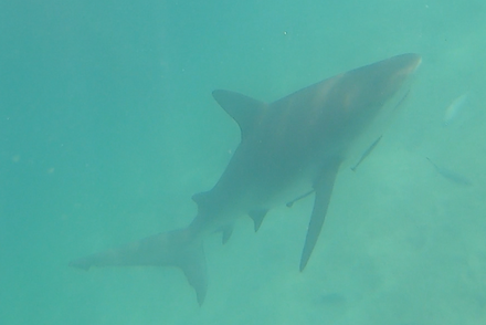 Bull Shark