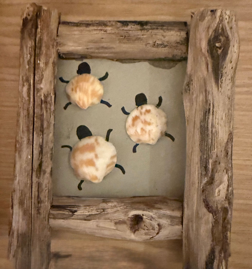 Miniatyrbilde: Skilpadder 2