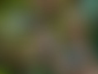 Dag 253 Rundtur på Nevis