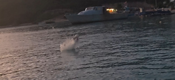 Tarpon på flua!