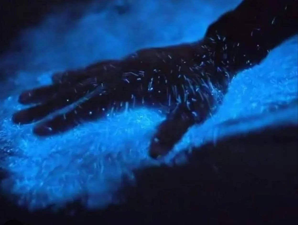 bioluminescerende bukten