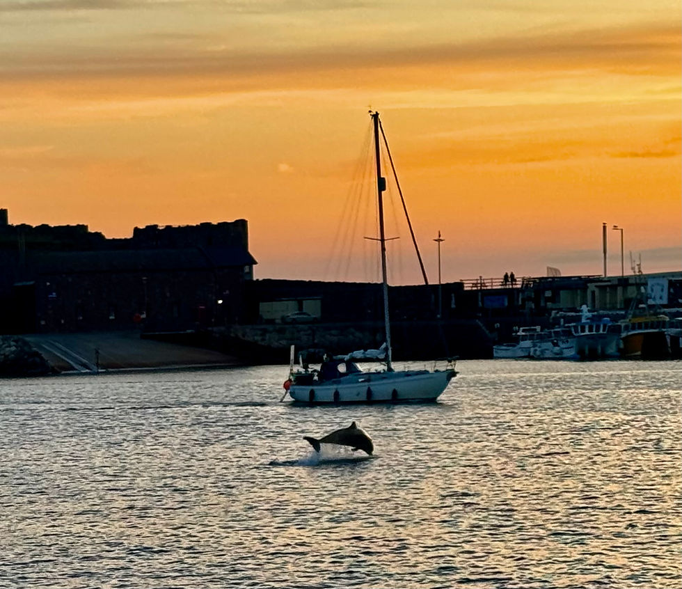 Delfinshow ved siden av båten