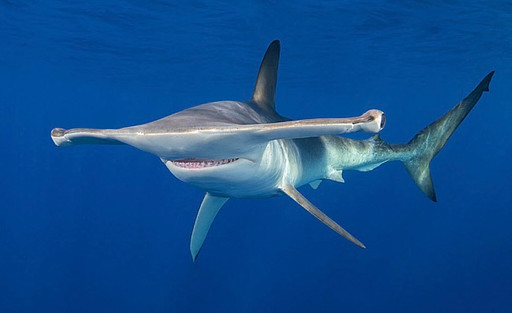 Vi fikk dessverre ikke noe bilde selv