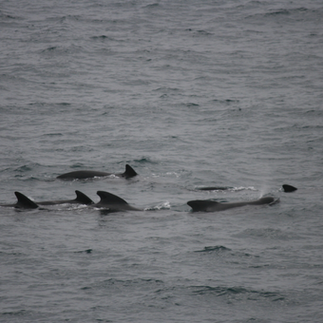 På besøk til klassen
