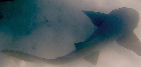 Nurse Shark